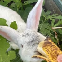 Photo of Yoyo & Yumberry