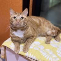 Photo of Butters
