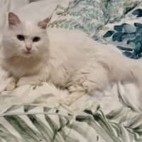 Photo of Nakeeta