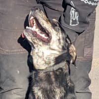 Photo of Tilly