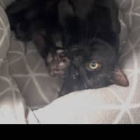 Photo of Wilbur