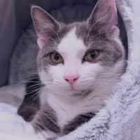 Photo of Oliver