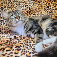 Photo of Georgie🍀