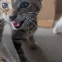 Photo of Blanche Golden