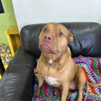 Photo of Scrappy Doo