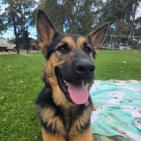 Photo of Loki