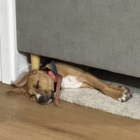 Photo of Archie (0044)