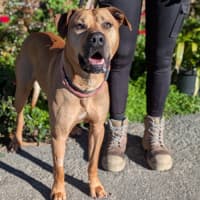 Photo of Butterscotch
