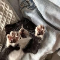 Photo of Gizmo