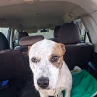 Photo of Ninja