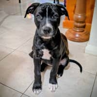 Photo of Amelia