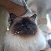 Photo of Kenny Rogers