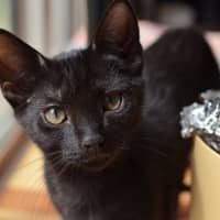 Photo of Sumi (Previously Chompa)