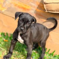 Photo of Mastiff