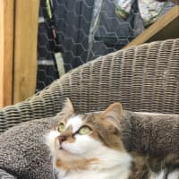 Photo of Hazel