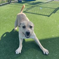 Photo of Alita Imp 1811