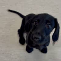 Photo of Fifi