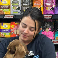 Photo of Milo   8 Year Old Dachshund