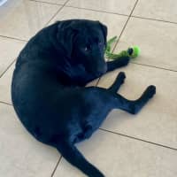 Photo of Nero