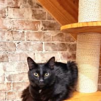 Photo of Watson