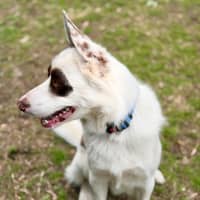 Photo of Opie