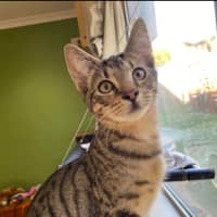 Photo of Hubble (K63)