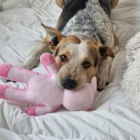 Photo of Zak *$150 Adoption Fee*