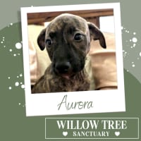 Photo of Aurora