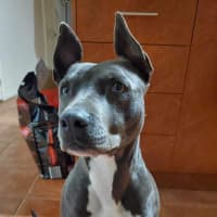 Photo of Lily