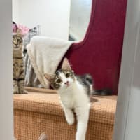 Photo of Basil