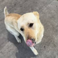 Photo of Peaches 