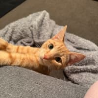 Photo of Cedar And Cypress