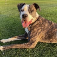 Photo of Oliver