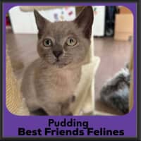 Photo of Pudding