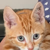 Photo of Jupiter Meet Me@Petstock Carrum Downs Store