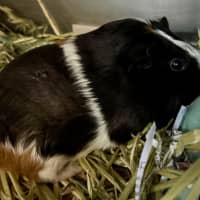 Photo of Alexandria (Bonded With Isabella)