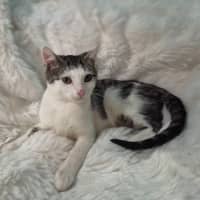 Photo of Kobi