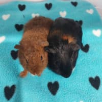 Photo of Copper & Taffy