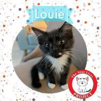 Photo of Louie *9 Lives Project Rescue*