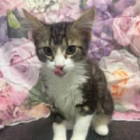 Photo of Kevin   Located In Kew