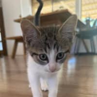 Photo of Chip