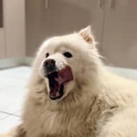 Photo of Luna