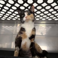 Photo of Primrose