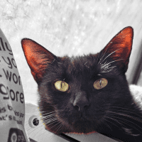 Photo of Raven