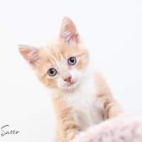 Photo of Butterscotch