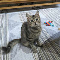 Photo of Tulip   In Foster Care In Coburg