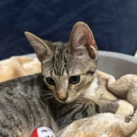 Photo of Samson The Lapcat