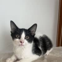 Photo of Macchiato   Now At Pet Quarters Glendale