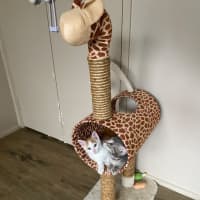 Photo of Earl Grey Meet Me At Pet Stock Carrum Downs