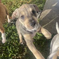 Photo of Luna